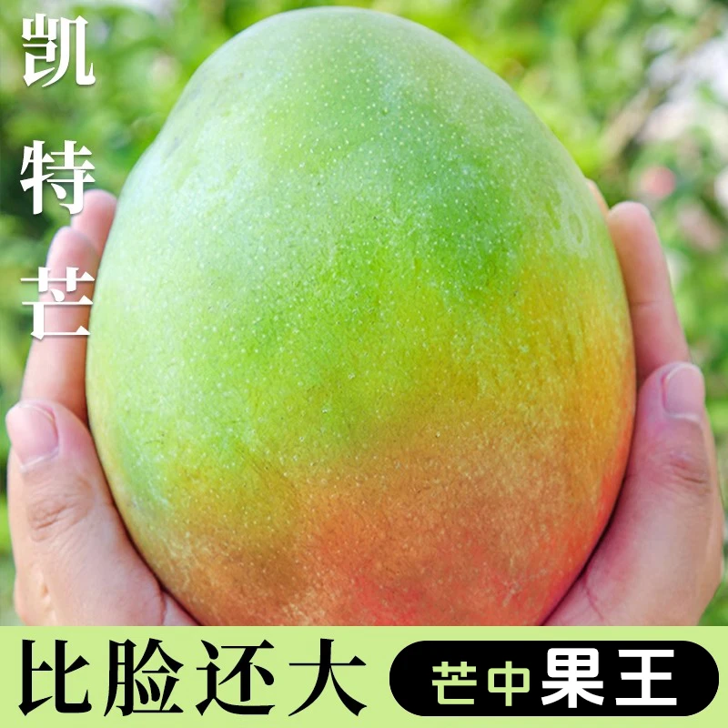 攀枝花凯特芒果现摘新鲜水果当季整箱四川芒果甜青皮大澳芒果包邮