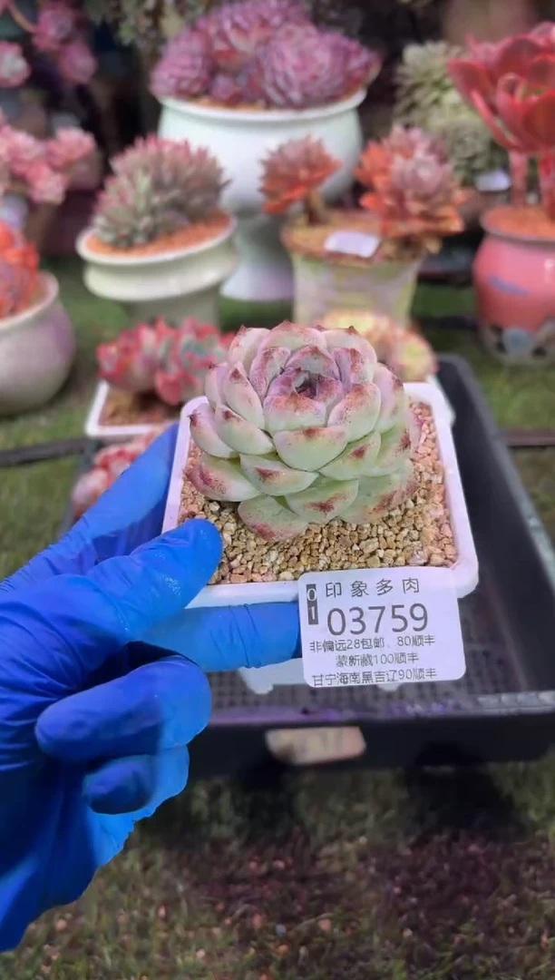 【闪购商品】03759