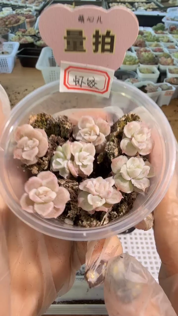 虾饺 单双混 7颗量拍混发 满9.9包邮