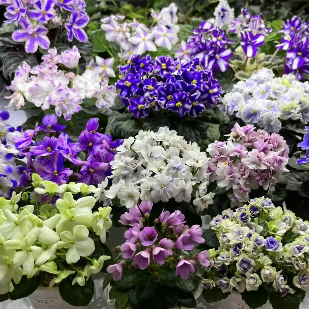 (拍三送一)非洲紫罗兰盆栽非洲堇耐阴四季开花办公桌庭院好养易活