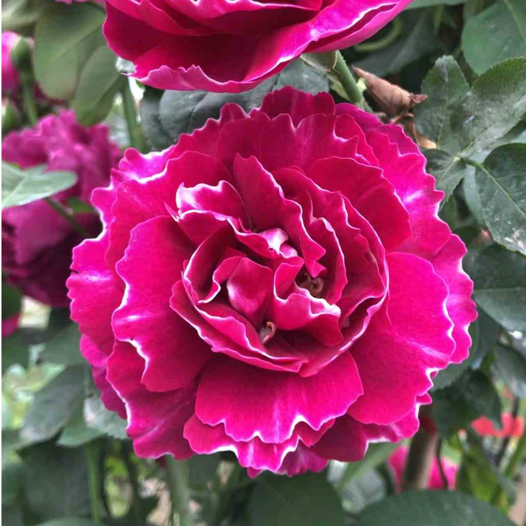 紫袍玉带 藤本月季 浓香大花 抗病爬围栏  顺丰直发