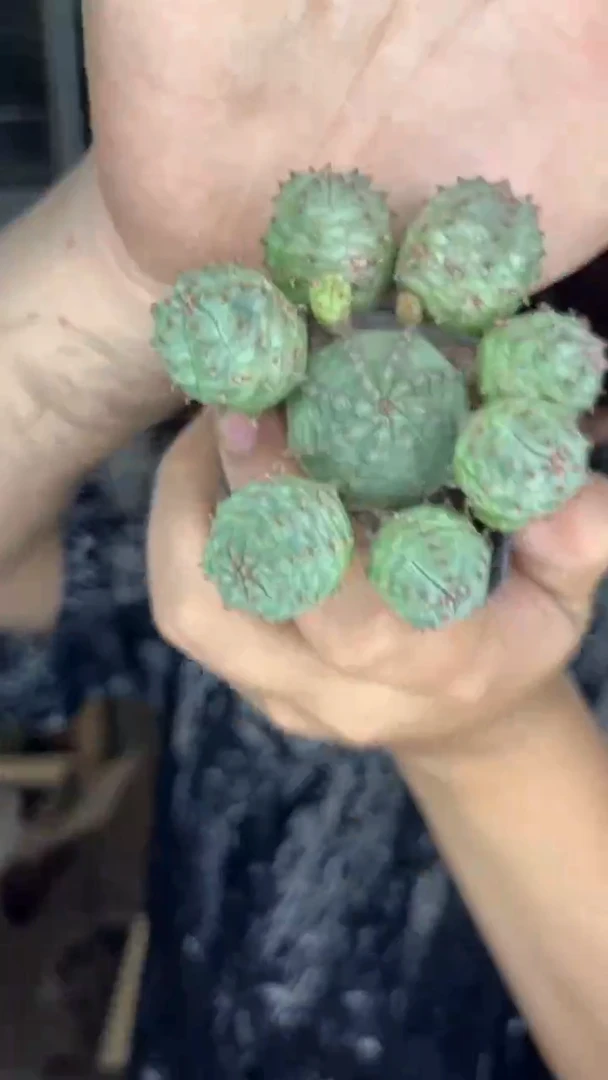 布纹球 【实生根】