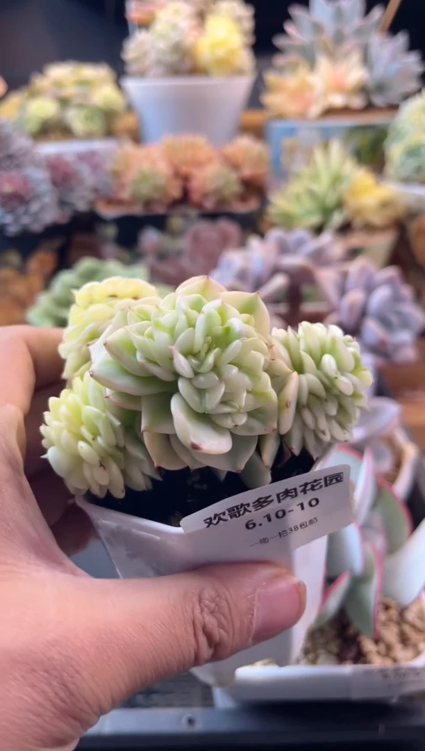 6.10-10蜡牡丹锦1111111