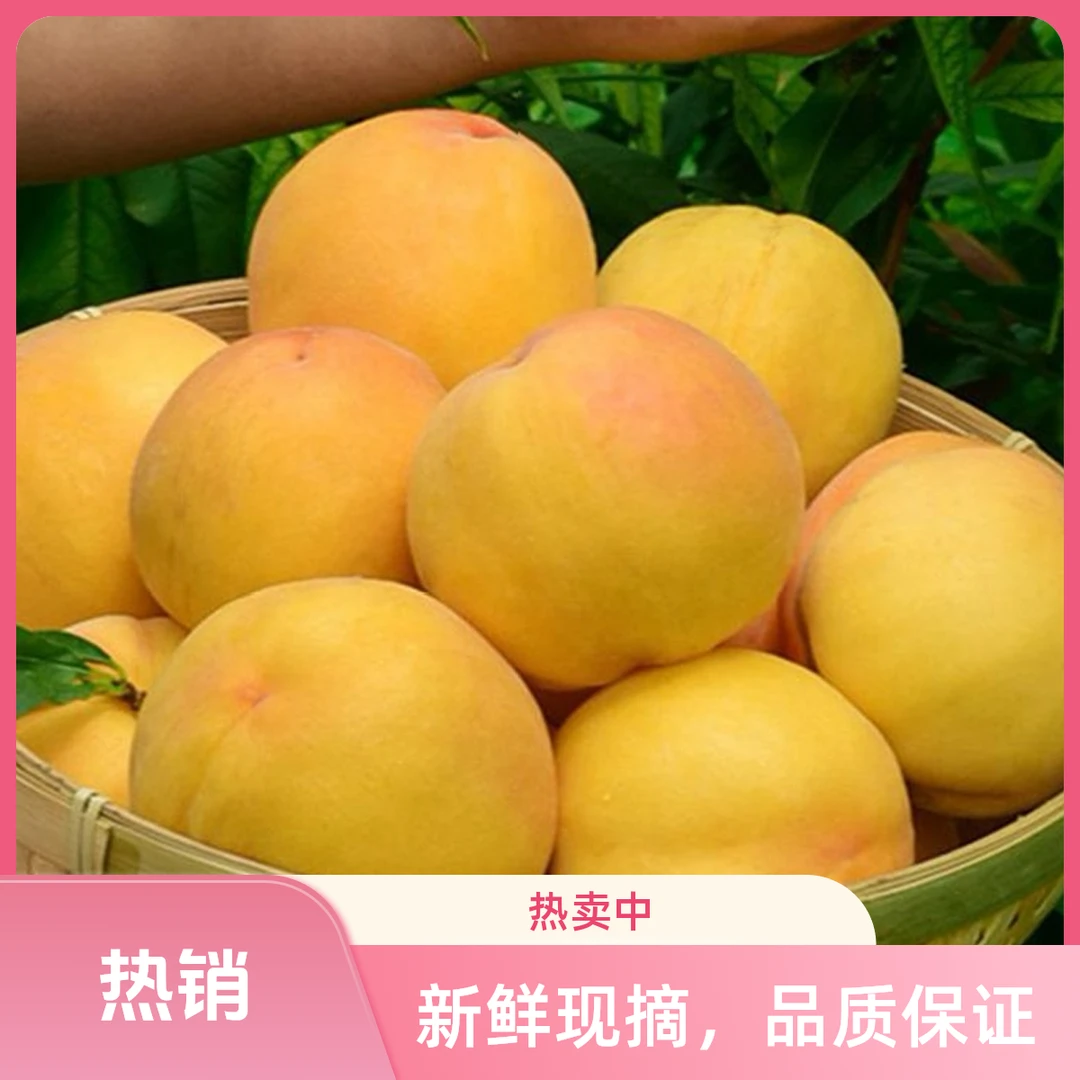 贵州高山黄桃头茬黄桃现摘现发新鲜黄桃