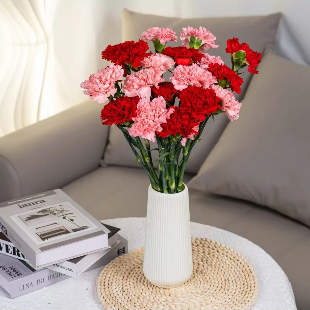 【粉红佳人】单头康乃馨 云南基地直发鲜花家用插花
