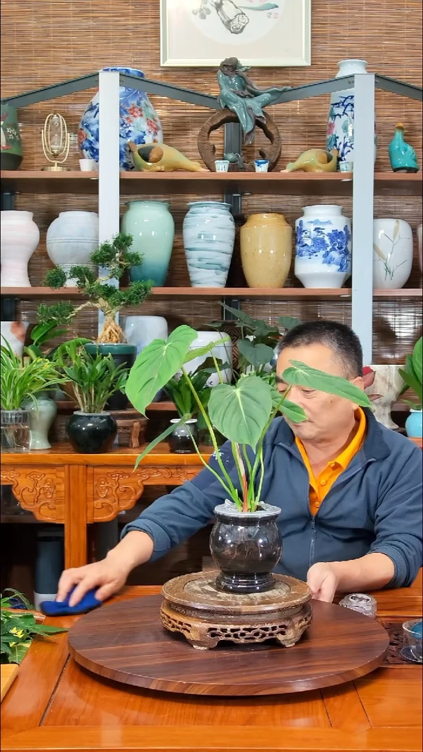 无花朵繁*水之韵水培   麦克道尔