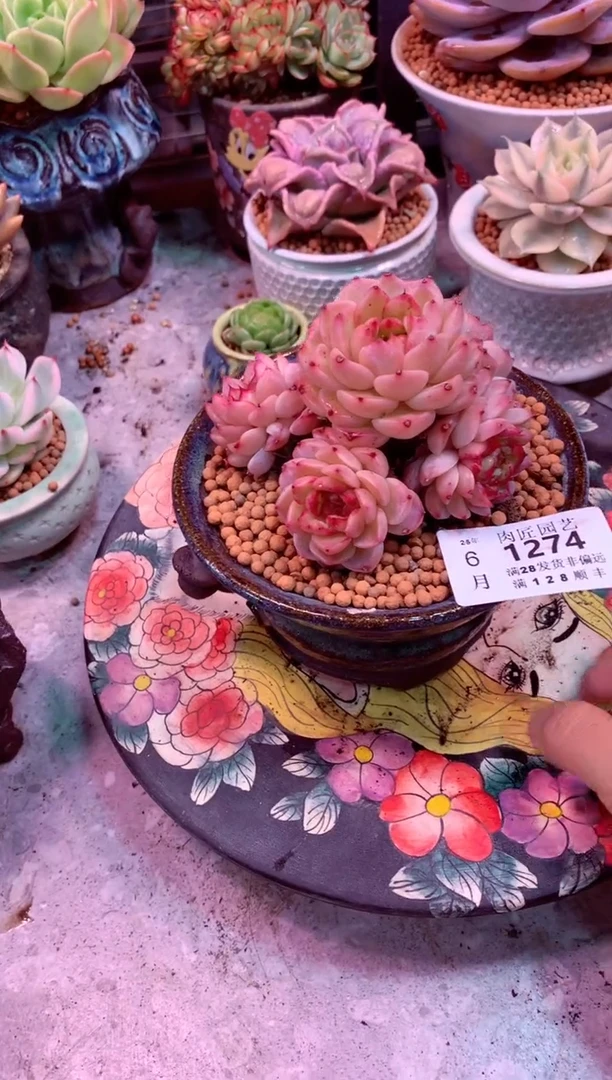 T****~1274——生鲜绿植不支持7天无理由退货