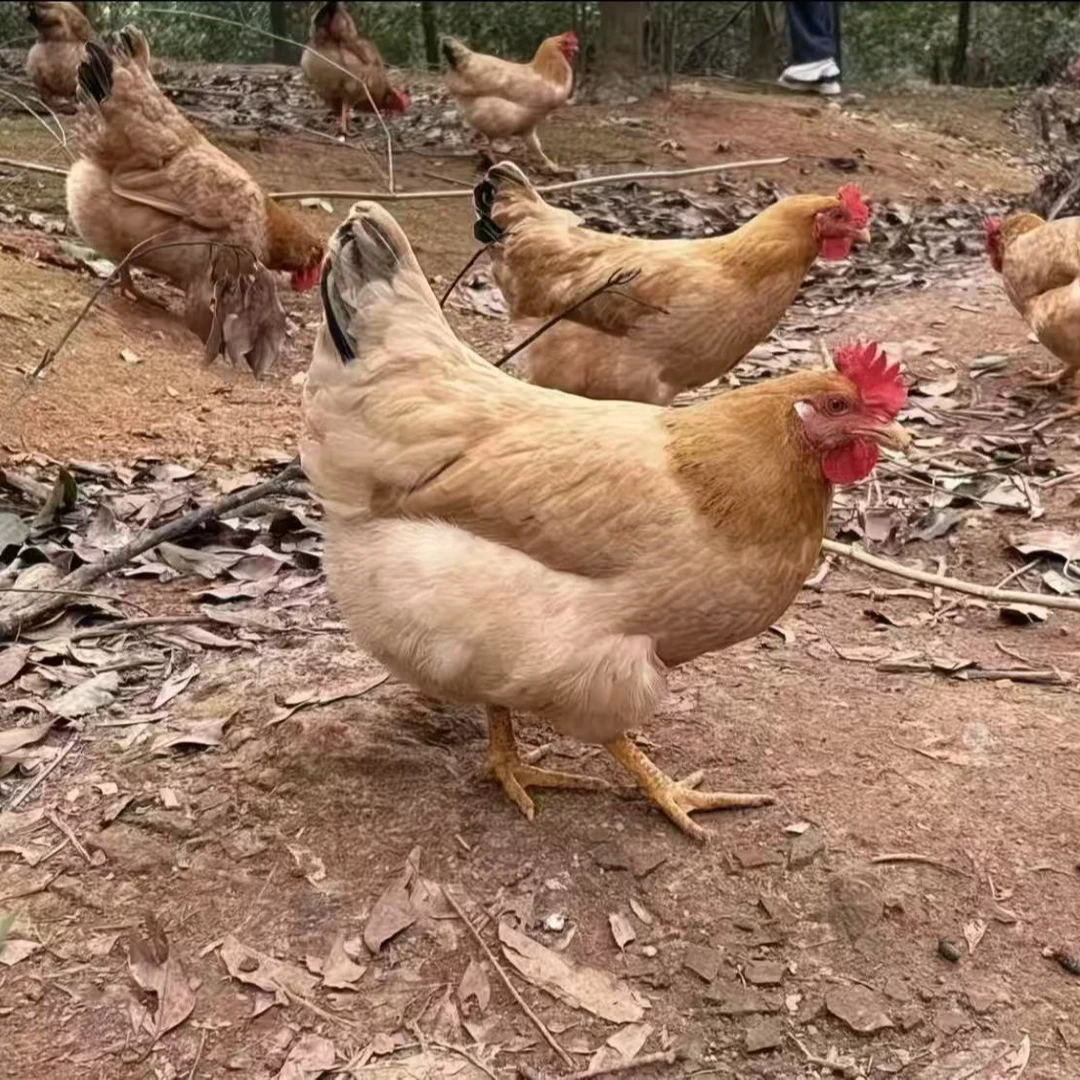 基地农家散养三黄土鸡【3+1】