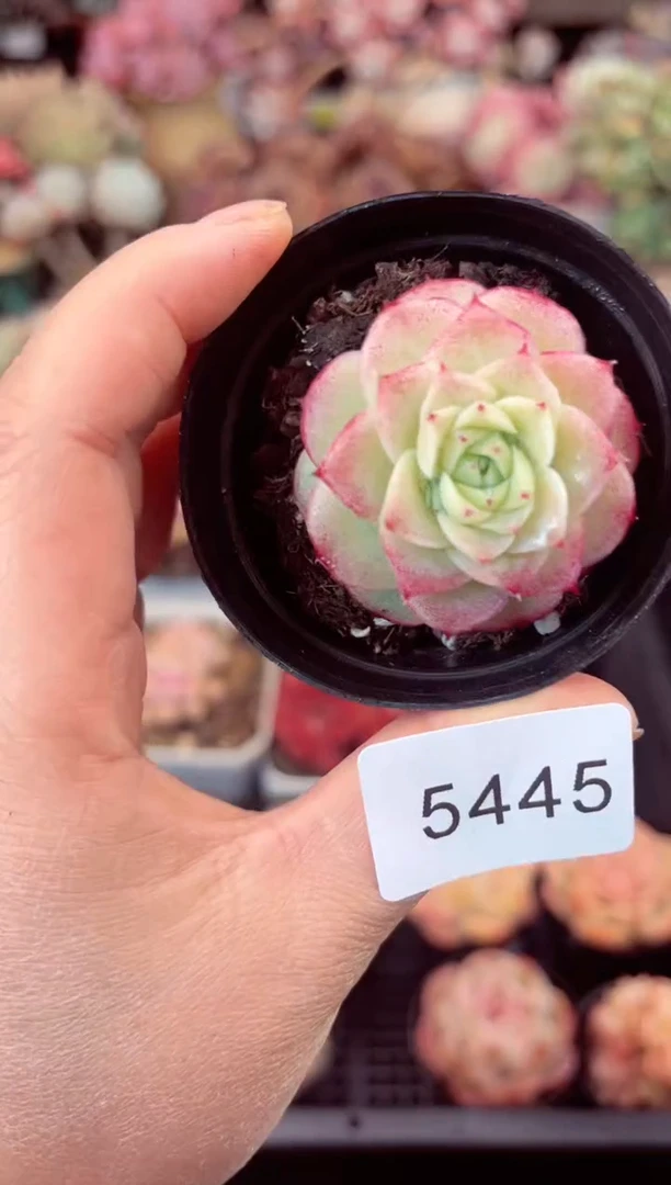 【闪购商品】5445单头多肉