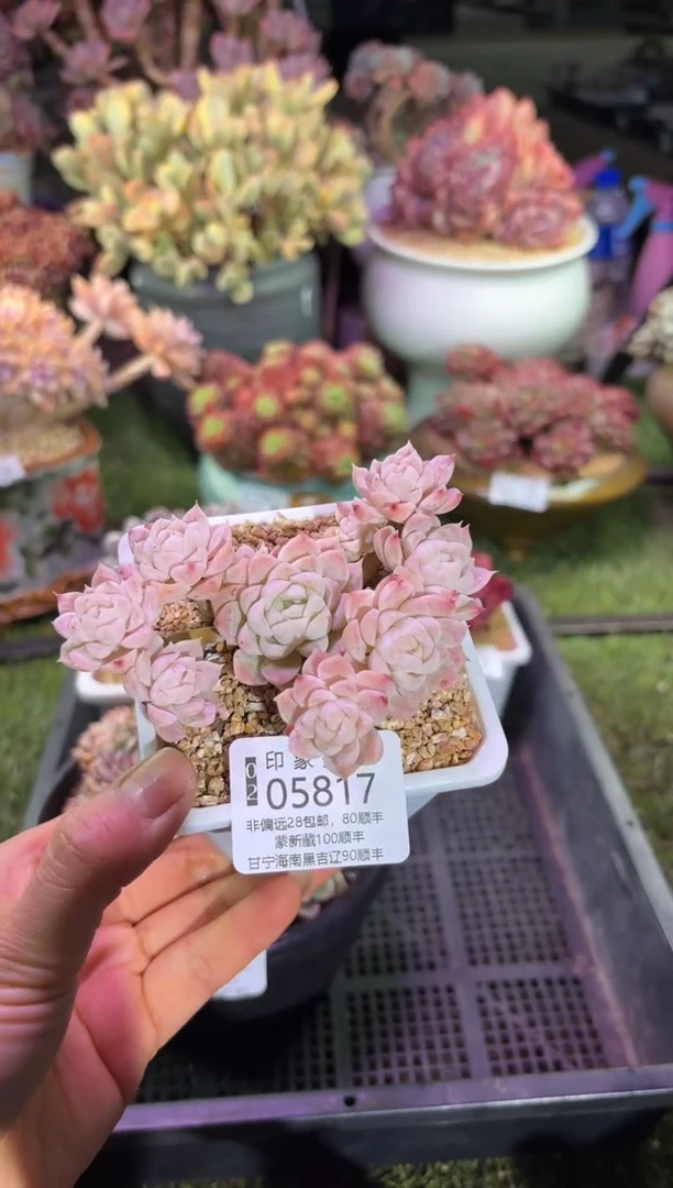 【闪购商品】05817