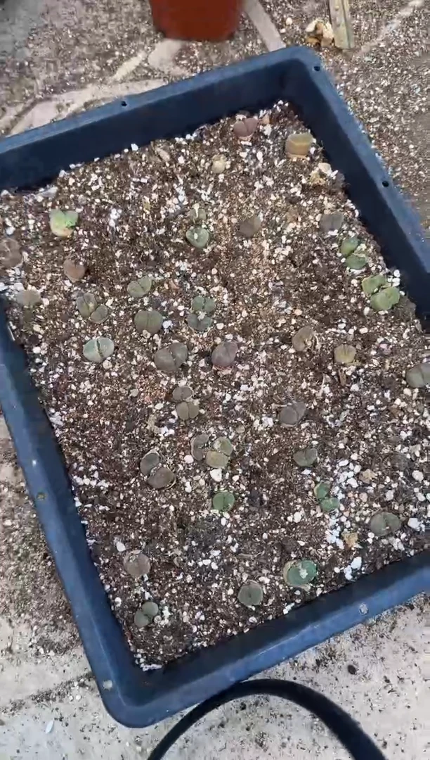 10-453多肉植物肉锥