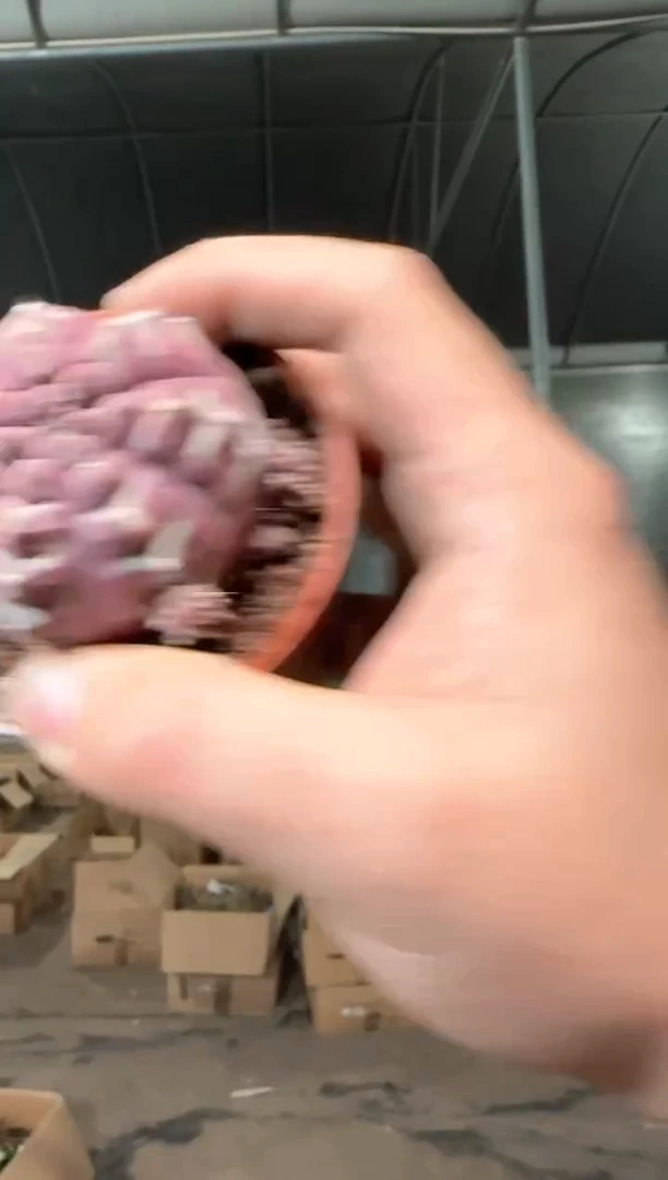 梦想 牡丹【带根】5-7cm