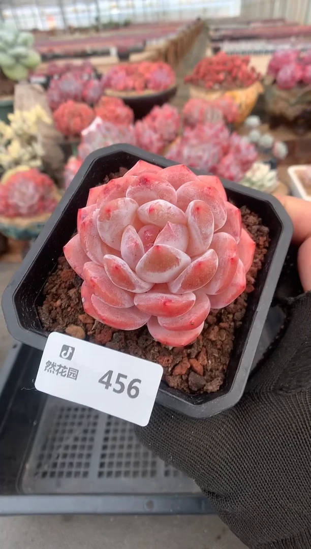 456雪天使一物一拍