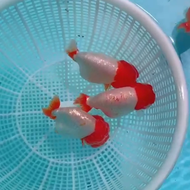 可爱兰寿金鱼观赏鱼淡水冷水鱼活体好养耐活
