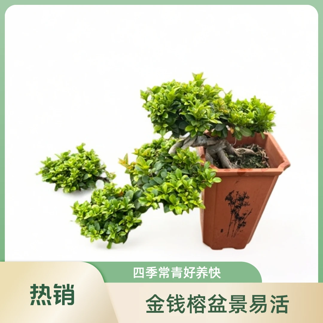 小叶金钱榕树悬崖挂口造型盆景四季常青好养易活基地直发