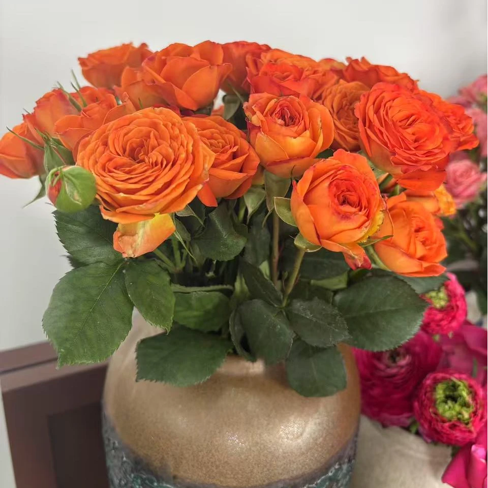 多头橙色芭比鲜花 一扎 瓶养