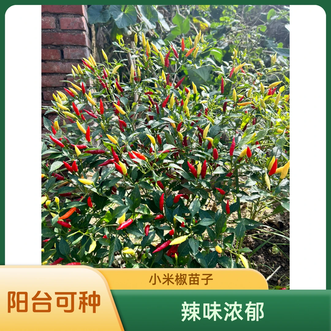 红色朝天椒苗子种子白色小米椒指天小米辣盆栽阳台露天种辣味浓