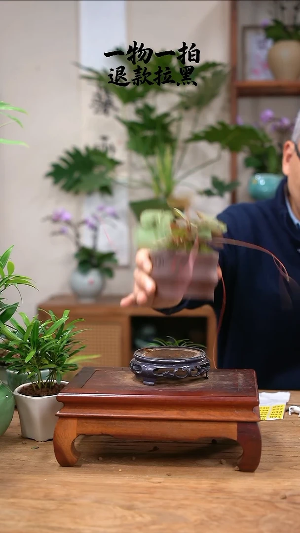 完全开放喜****r虎耳草828