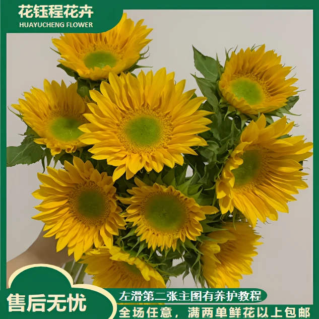 【年宵纳福/不拍保温棉冻坏不售后】迷你绿心向日葵任意2单以上包邮