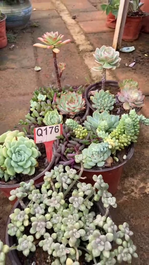 Q176多肉组合默认脱土发货