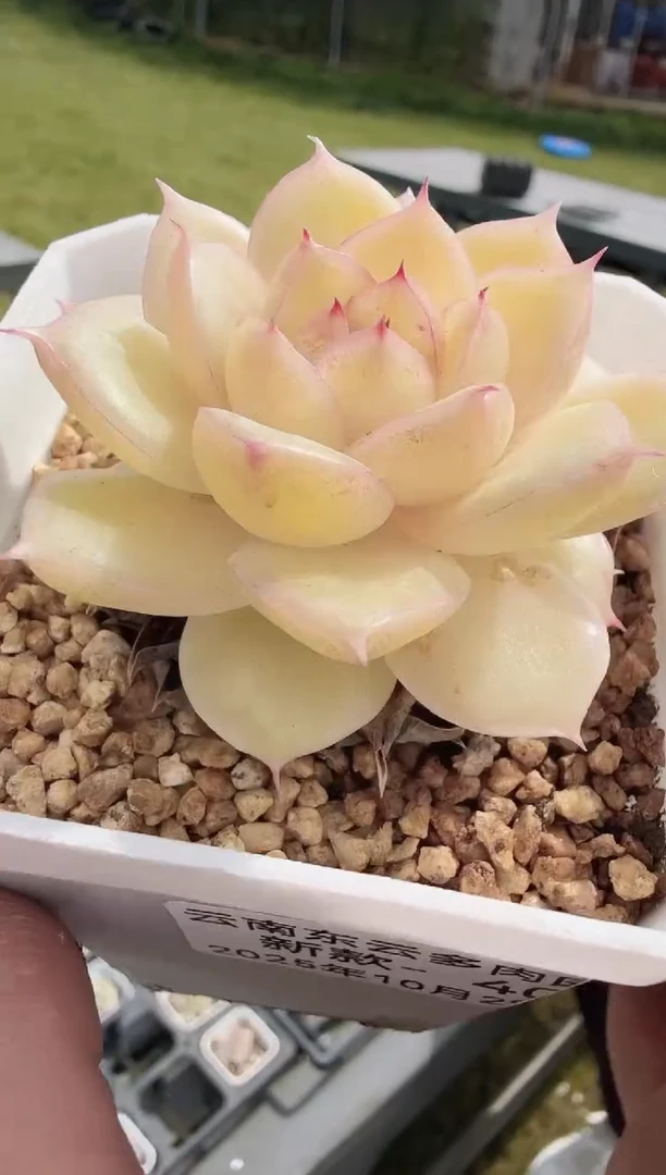 东云多肉园新款-40