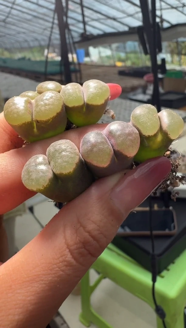 30-56多肉植物肉锥风铃一颗