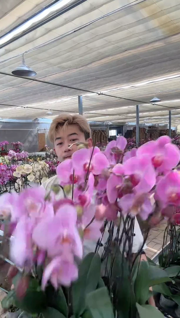 大部分开放少量花苞【粉色大花各种品种】