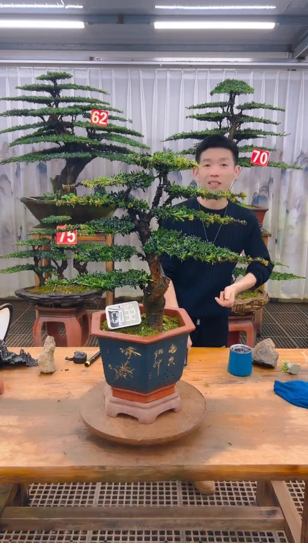 无花朵精品盆景直播间一物一拍