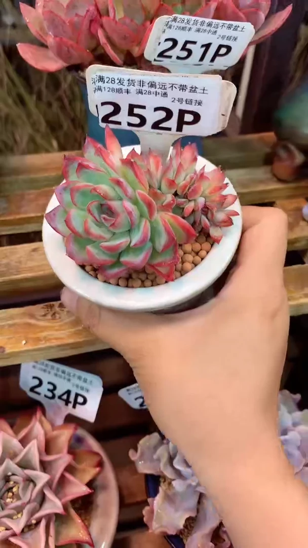252P（一物一拍实付满28发货，默认不带盆土）