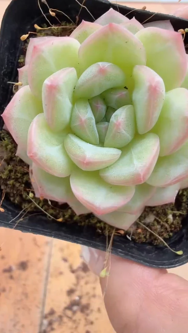 东云多肉园二店-184