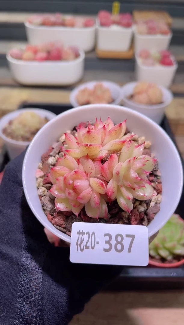 【闪购商品】20-387海王