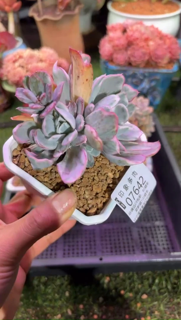 【闪购商品】07642