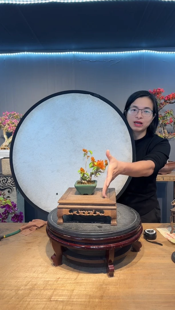 【闪购商品】心叶   绿叶橙