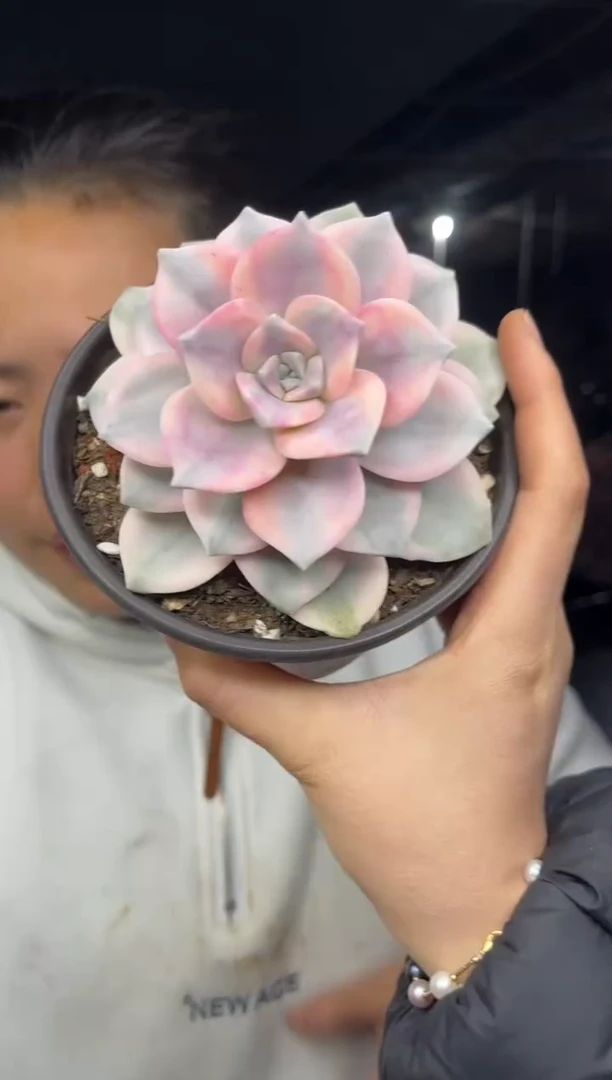 【闪购商品】18-紫乐锦10CM9.99