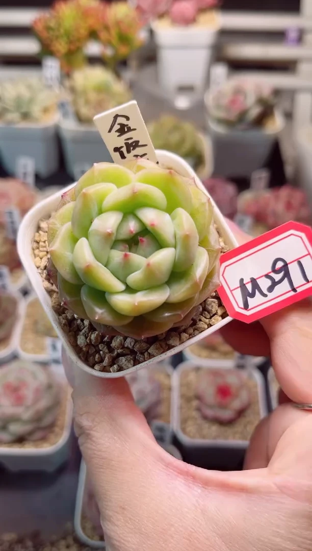 【闪购商品】M291金饭碗一物一拍