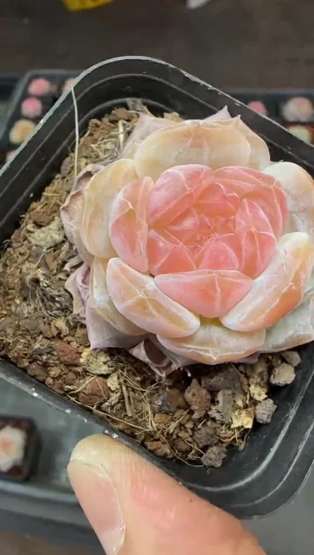 【闪购商品】一物一拍0221—242