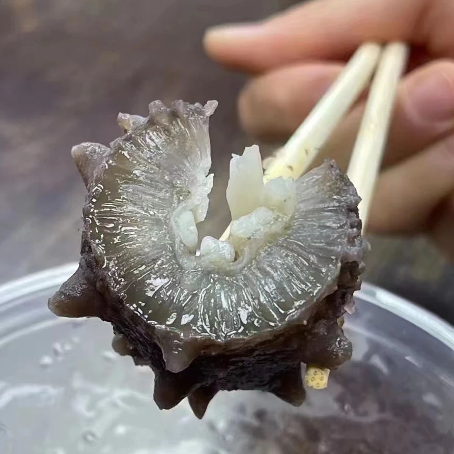 劲道q弹鲜蒸海参即食支持试吃一根