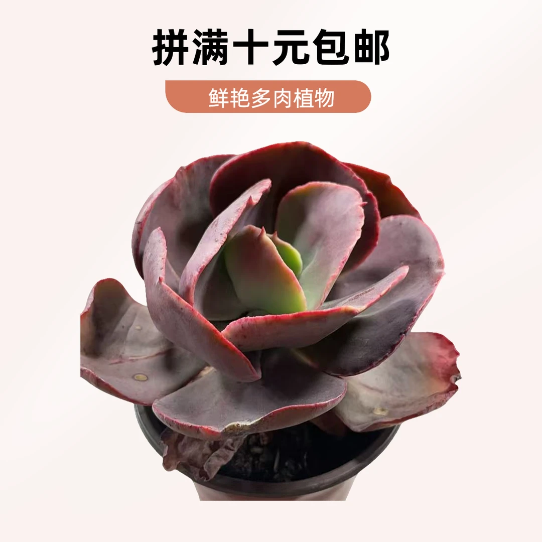 初吻(拼满10元包邮)多肉植物阳台露台办公室绿植植新手好养好活
