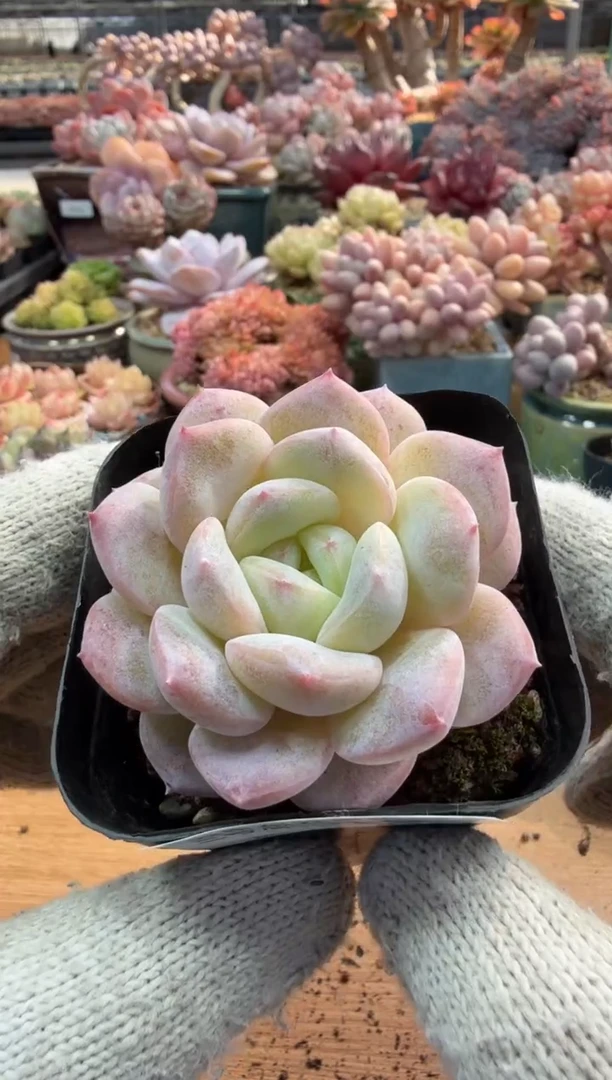 东云多肉园三店-15