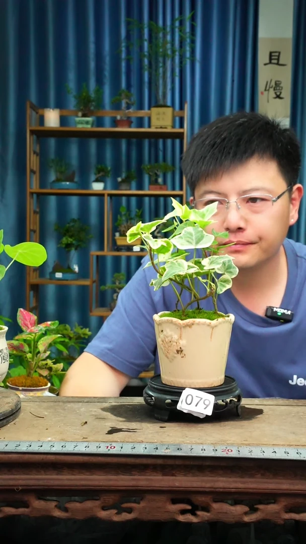 无花朵苔藓微景观079号