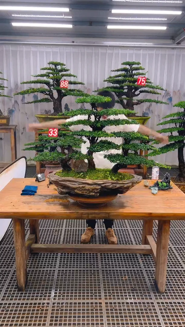 无花朵H***y精品盆景直播间一物一拍