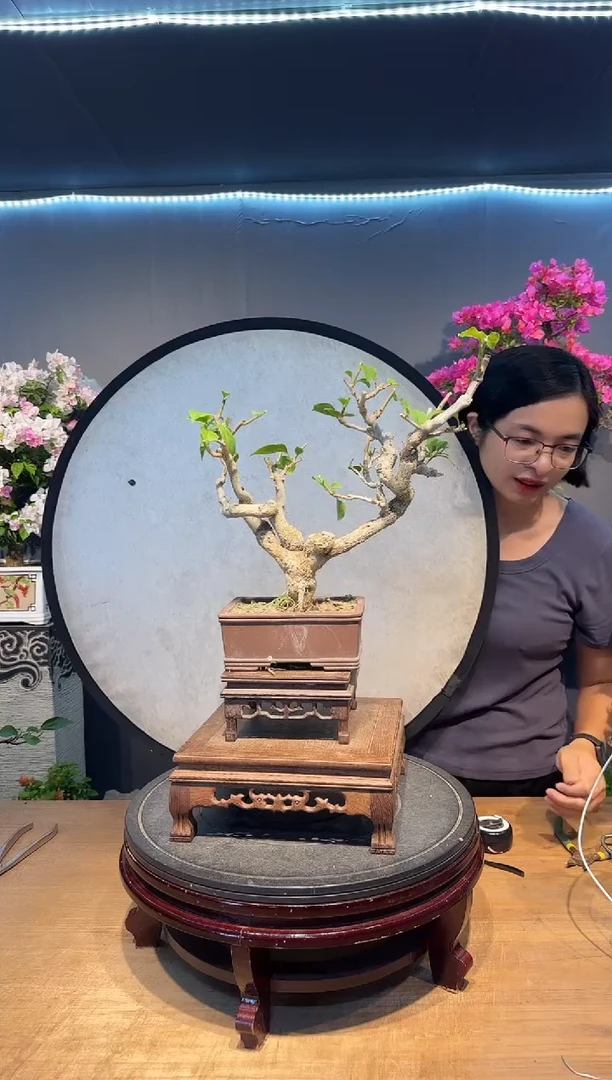 三角梅中国红三角梅