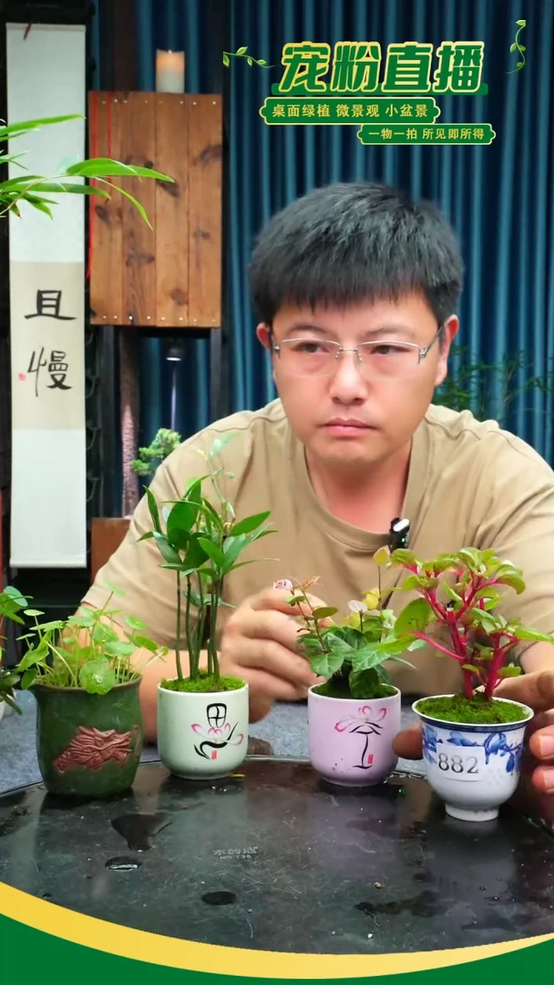 无花朵晓*苔藓微景观882号