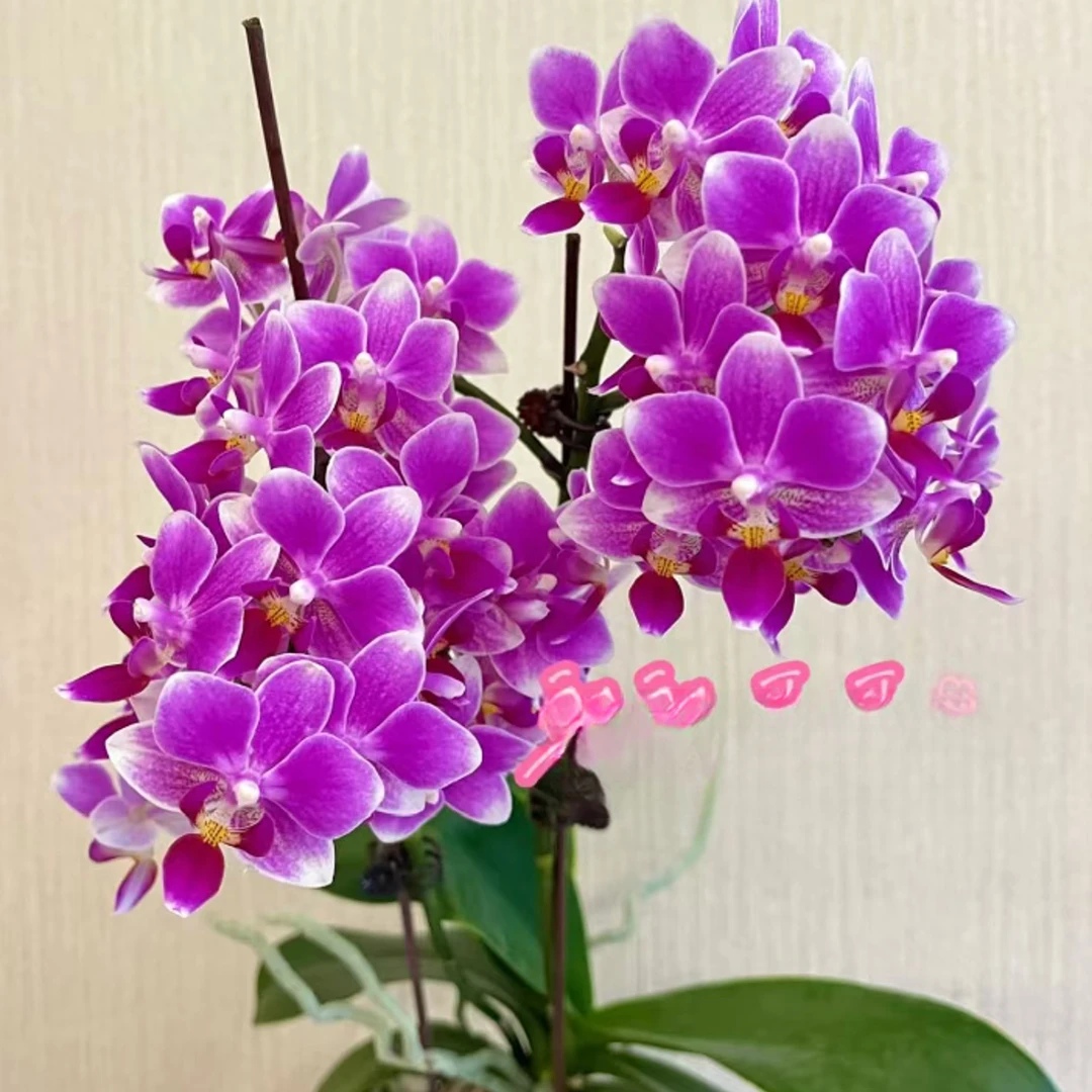 2个花剑 爆花品种【香格里拉蝴蝶兰 】室内花卉盆栽