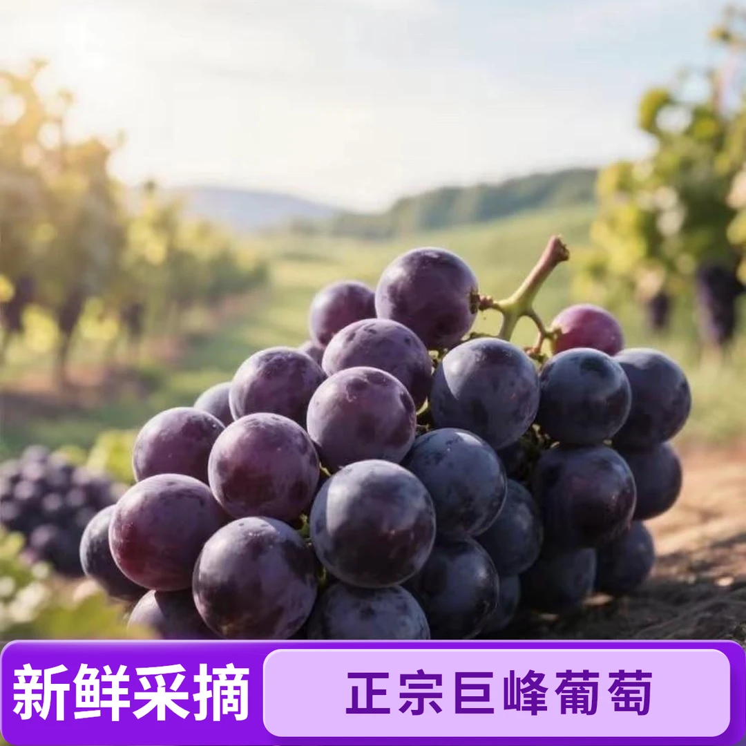 现摘正宗巨峰葡萄新鲜果园现摘礼盒顺丰包邮坏果包赔浙江省