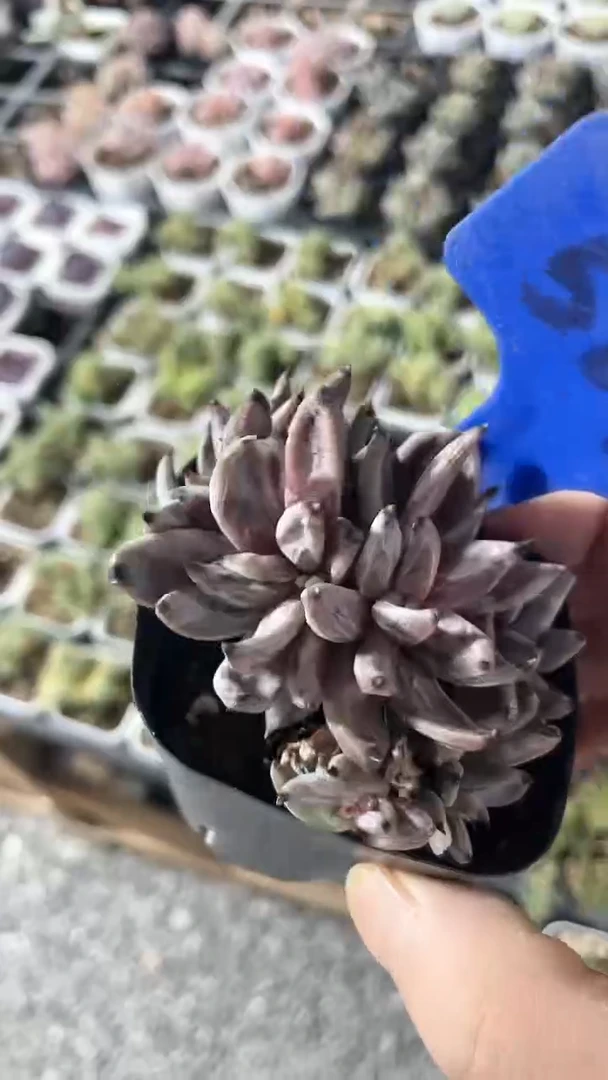 【闪购商品】581多肉