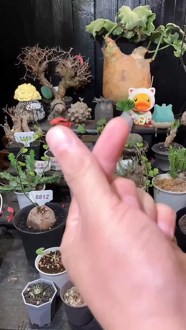 方*包爱你爱你爱你爱你爱你