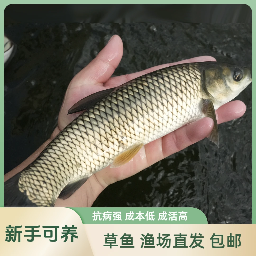 【活体】草鱼草混子（2-30cm）观赏鱼淡水鱼冷水鱼