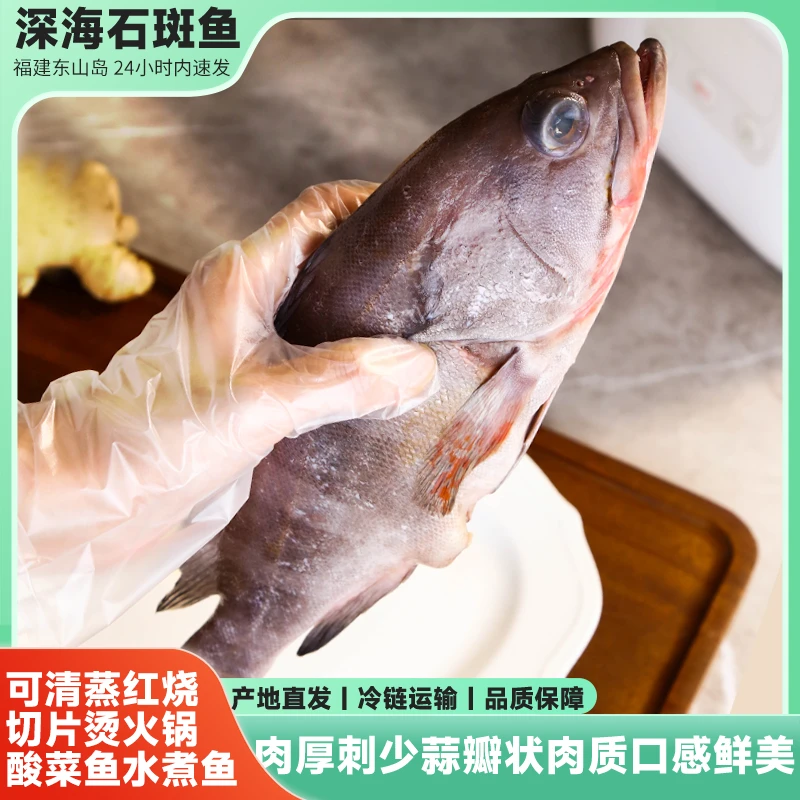 海捕石斑鱼深海 肉多刺少蒜瓣状肉质新鲜速冻 福建东山岛顺丰直发