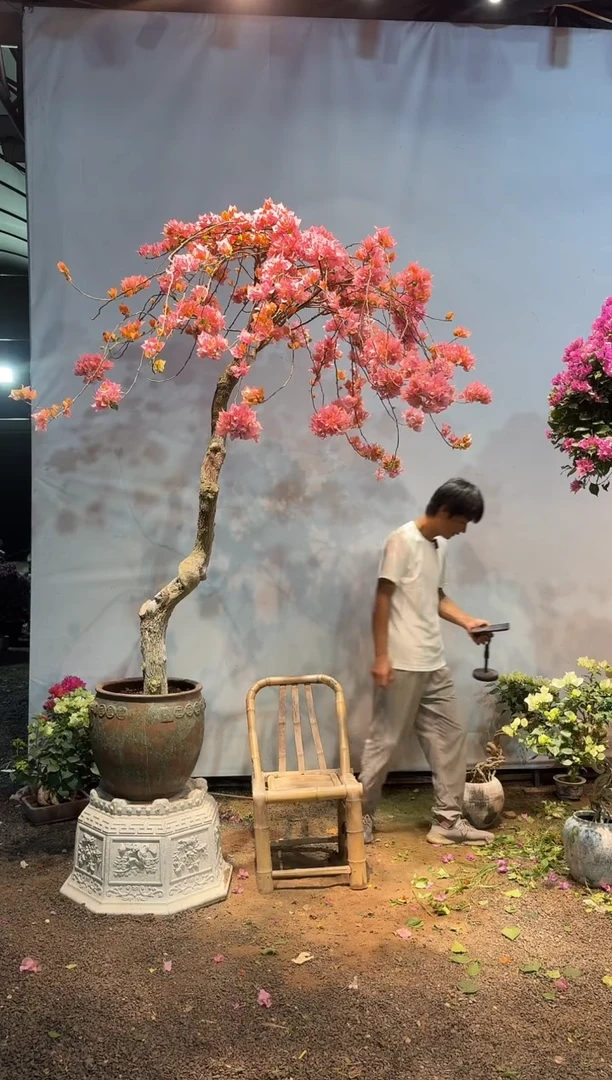 全部花朵理****朵三角梅44